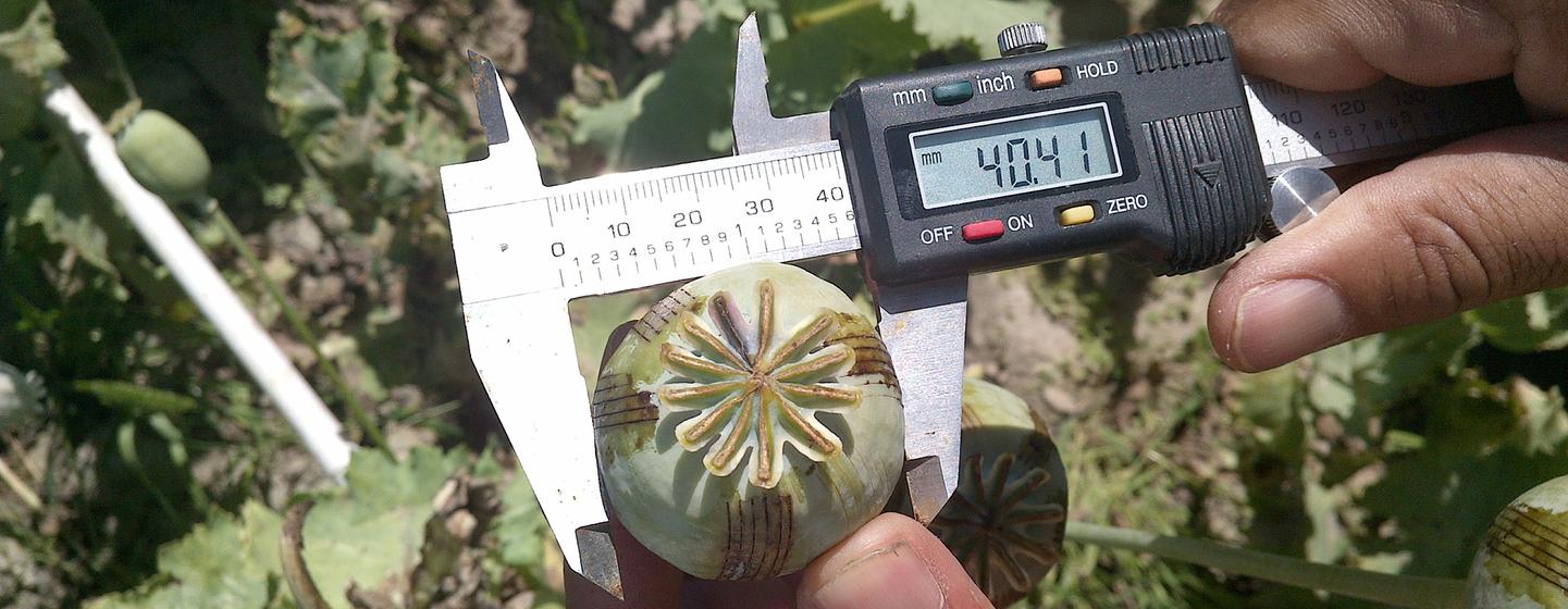 Un enquêteur de terrain de l'ONUDC vérifiant le rendement de l'opium à Sukhrud, en Afghanistan (archives).  