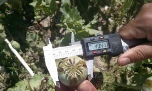 Un enquêteur de terrain de l'ONUDC vérifiant le rendement de l'opium à Sukhrud, en Afghanistan (archives).  