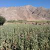 अफ़ग़ानिस्तान के कापिसा प्रान्त में पोस्ता अफ़ीम का खेत. (फ़ाइल)