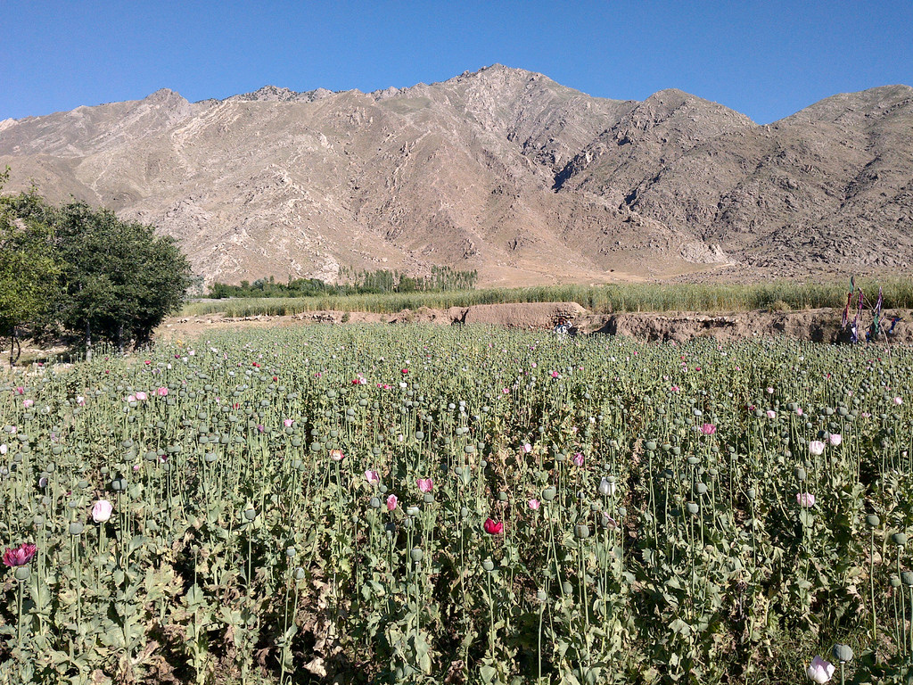 Cultivo de amapola en la provincia de Kapisa, Afganistán. (Foto de archivo)