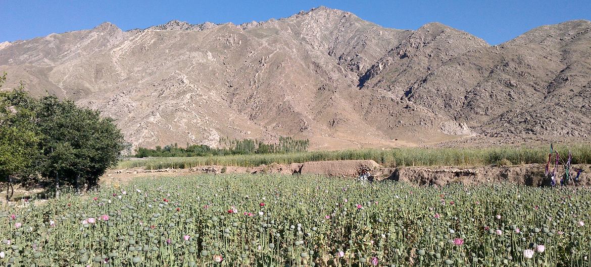 Opium poppy field in Kapisa Province, Afghanistan (file)
