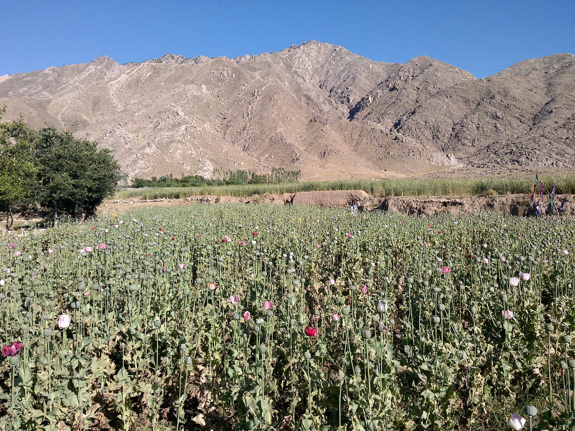 Shamba la kasumba katika jimbo la Kapisa nchini Afghanistan (Kutoka maktaba)
