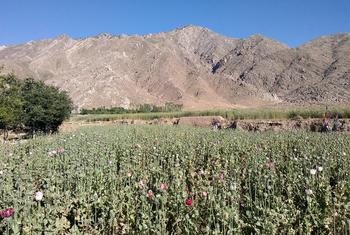 अफ़ग़ानिस्तान के कापिसा प्रान्त में पोस्ता अफ़ीम का खेत. (फ़ाइल)
