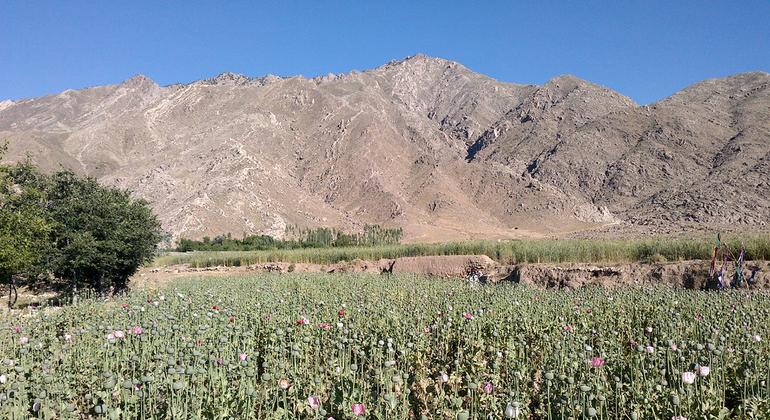 Opium cultivation declines by 95 per cent in Afghanistan: UN survey