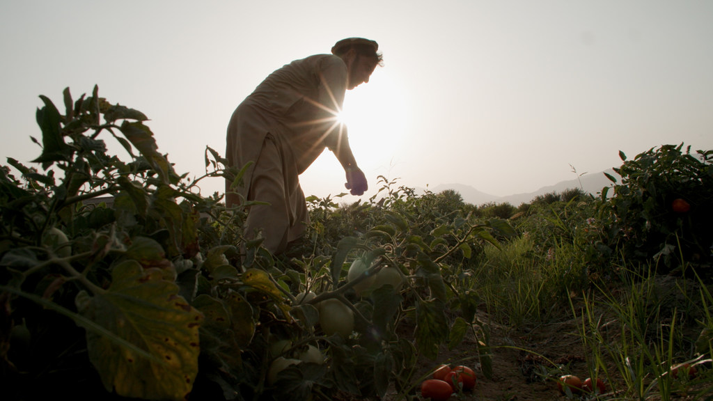 مزارع سابق لخشخاش الأفيون، يزرع الطماطم في مقاطعة نانغارهار في أفغانستان.