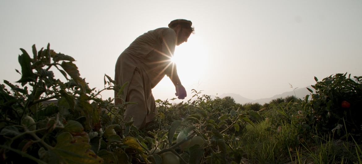 Former opium poppy farmer cultivating tomatoes in Nangarhar Province, Afghanistan.