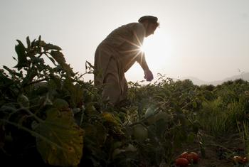 前罂粟种植农在阿富汗楠格哈尔省转种西红柿。
