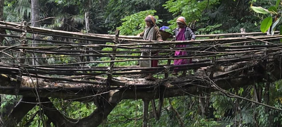 भारत के मेघालय में एक हरे-भरे जंगल में दो खासी महिलाएं जीवित जड़ों से बने पुल को पार कर रही हैं।