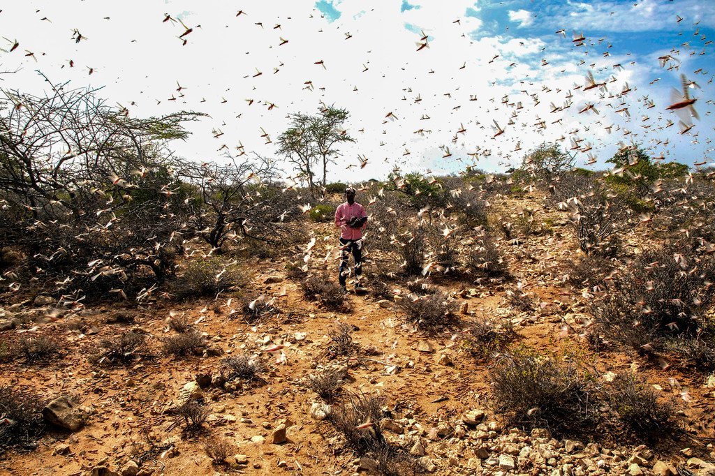 Locusts swarm in the Nugal region of Somalia.