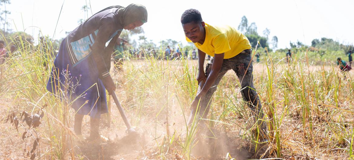 Prolonged droughts in Malawi have caused severe damage to crops and decimated harvests.