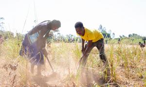 Prolonged droughts in Malawi have caused severe damage to crops and decimated harvests.