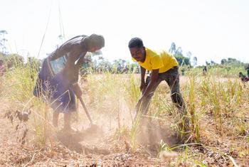 Prolonged droughts in Malawi have caused severe damage to crops and decimated harvests.