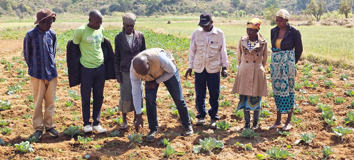 As Escolas de Campo do Exército abordam diversos problemas simultaneamente: escassez de água, saúde do solo, diversidade de culturas e cuidados com o gado. 