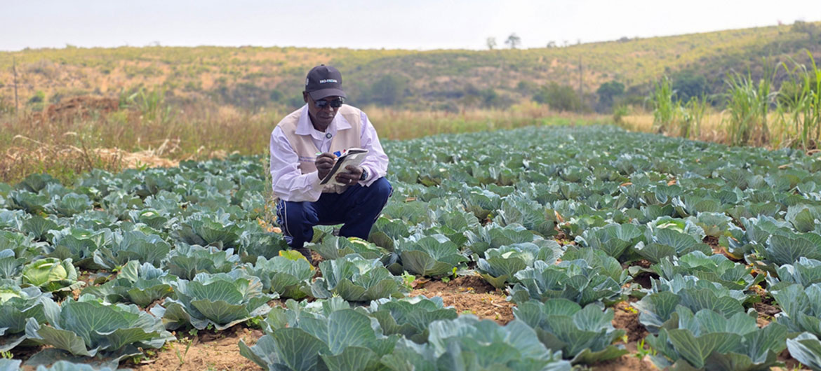 Por meio da iniciativa FRESAN da FAO, mais de 7.425 pequenos agricultores foram treinados em mais de 30 Escolas de Campo para Agricultores. Por meio da iniciativa FRESAN da FAO, mais de 7.425 pequenos agricultores foram treinados em mais de 30 Escolas de Campo para Agricultores.