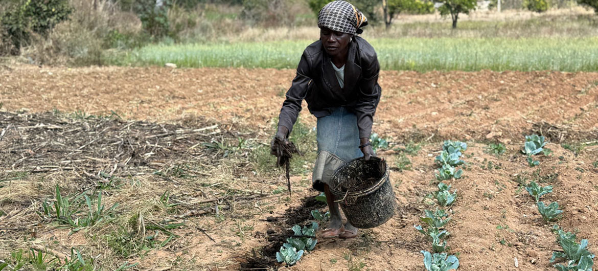 O FFS garante que as práticas climáticas inteligentes se estendam para além do terreno de demonstração, chegando aos campos domésticos. Para Juliana, essas mudanças se traduziram em mais vegetais frescos e uma renda mais estável. O FFS garante que as práticas climáticas inteligentes se estendam para além do terreno de demonstração, chegando aos campos domésticos. Para Juliana, essas mudanças se traduziram em mais vegetais frescos e uma renda mais estável.