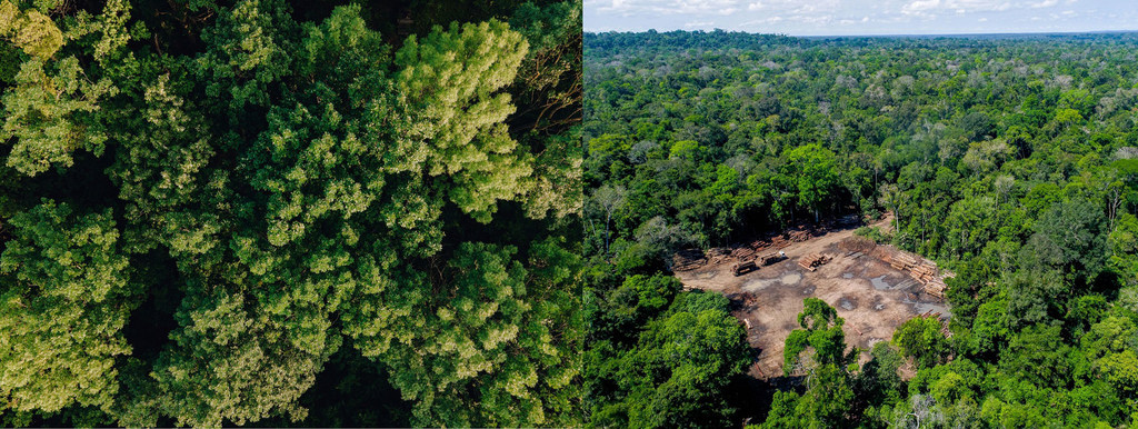 Iwe ni ukataji magogo, ukataji holela miti au mioto ya nyika, vyote hivyo vinakwamisha uwezo wa msitu wa kitropiki wa Amazoni kufyonza hewa ya ukaa ili kudhibiti madhara ya mabadiliko ya tabianchi.