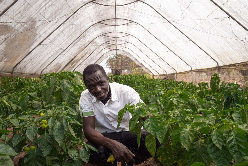 Un agricultor cuida las plantas de pimiento dentro de un invernadero en Sierra Leona.