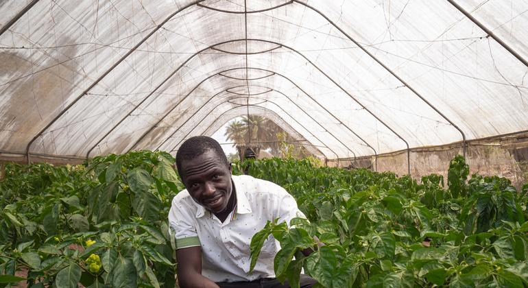 Los jóvenes de Sierra Leona trabajan en proyectos agrícolas apoyados por la FAO.