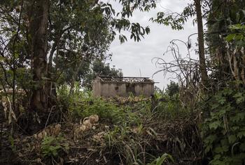 De nombreux villages du territoire de Djugu, en Ituri, sont abandonnés après avoir été attaqués par des groupes armés.