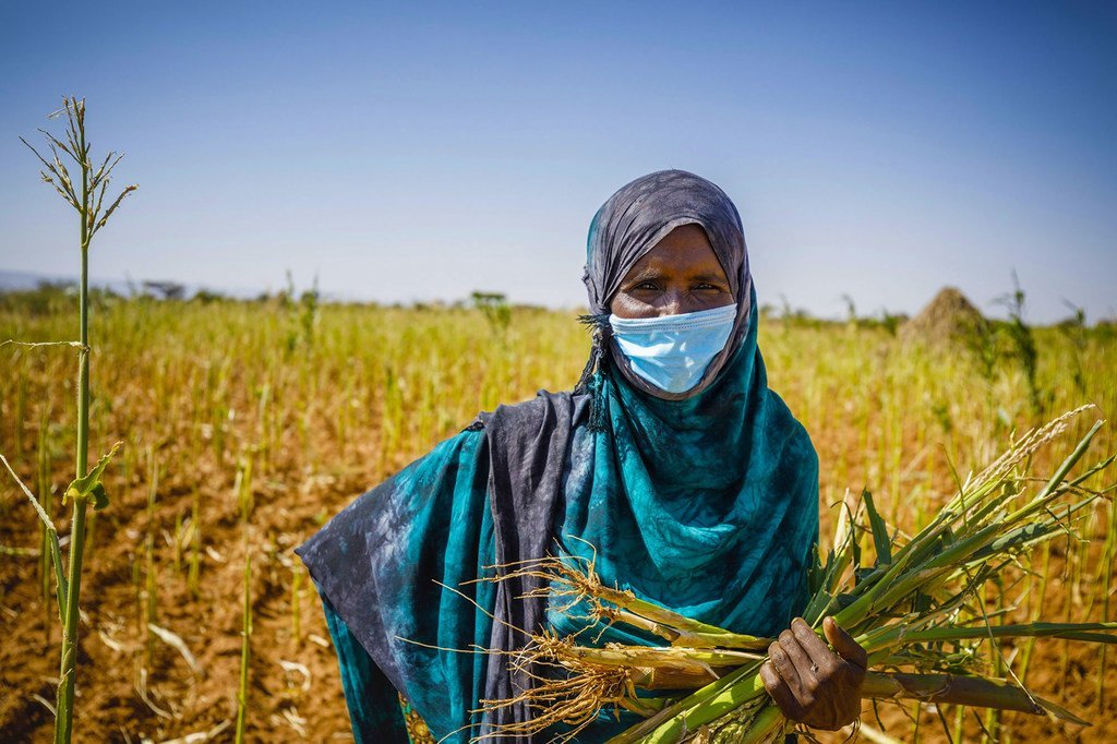 Les systèmes alimentaires en Afrique ont subi les effets néfastes des chocs climatiques, des conflits et, plus récemment, de la Covid-19.