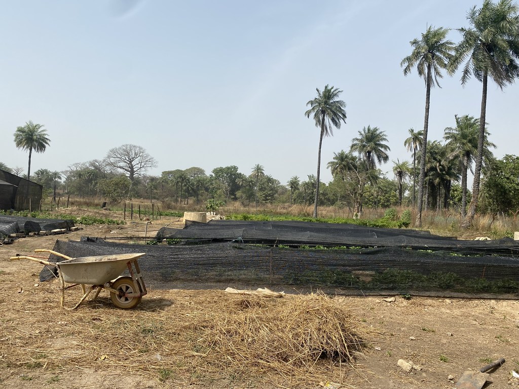 Jardin de fruits et légumes gambien géré par Alhadgie Faal et son frère.