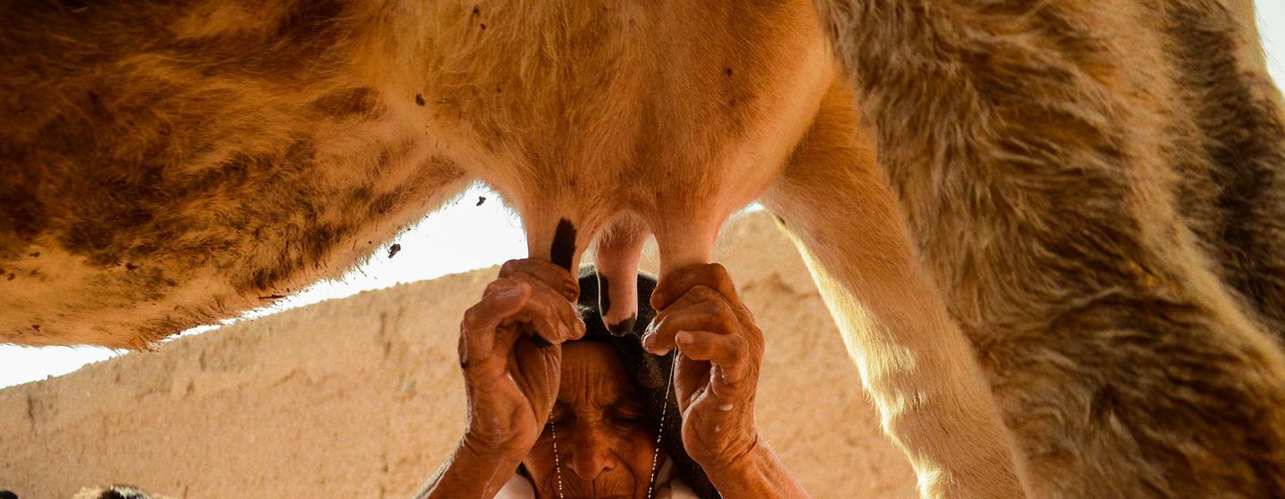 Les prix des produits laitiers ont augmenté, de 2,2 % en août.