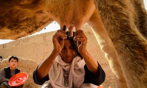 The dairy cow is an important agricultural asset in rural villages, signifying wealth and insurance, as well as providing a significant form of nutrition.