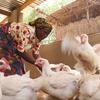 Las gallinas  son un activo económico y nutricional muy extendido en el África rural (foto de archivo).