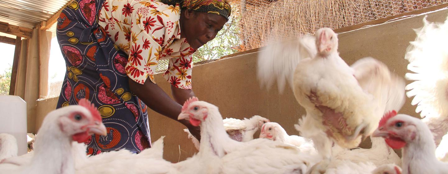 Las aves de corral son un activo económico y nutricional muy extendido en el África rural y con frecuencia son gestionados por mujeres.