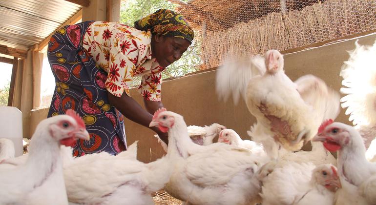ग्रामीण अफ़्रीका में मुर्गियाँ, आर्थिक और पोषण सम्बन्धी सम्पत्ति मानी जाती हैं और इनकी देखभाल का कार्य अक्सर महिलाएँ करती हैं.