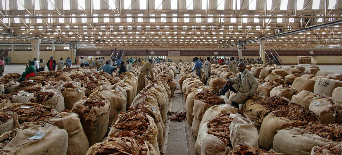 O tabaco processado é embalado em um depósito no Malawi