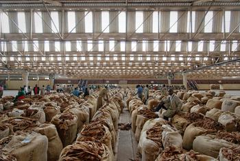Du tabac transformé est emballé dans un entrepôt au Malawi.