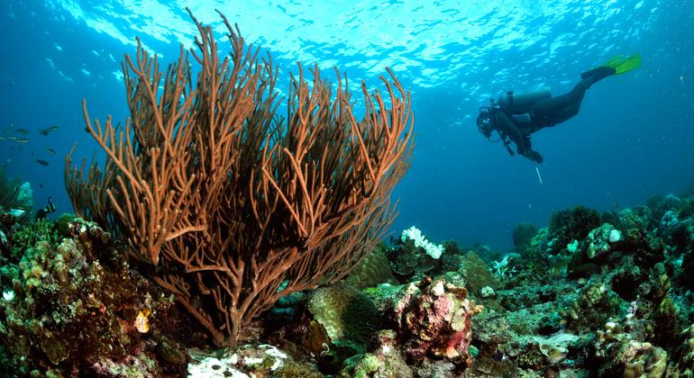 Endonezya'daki Maros Pangkep UNESCO Küresel Jeoparkı. 