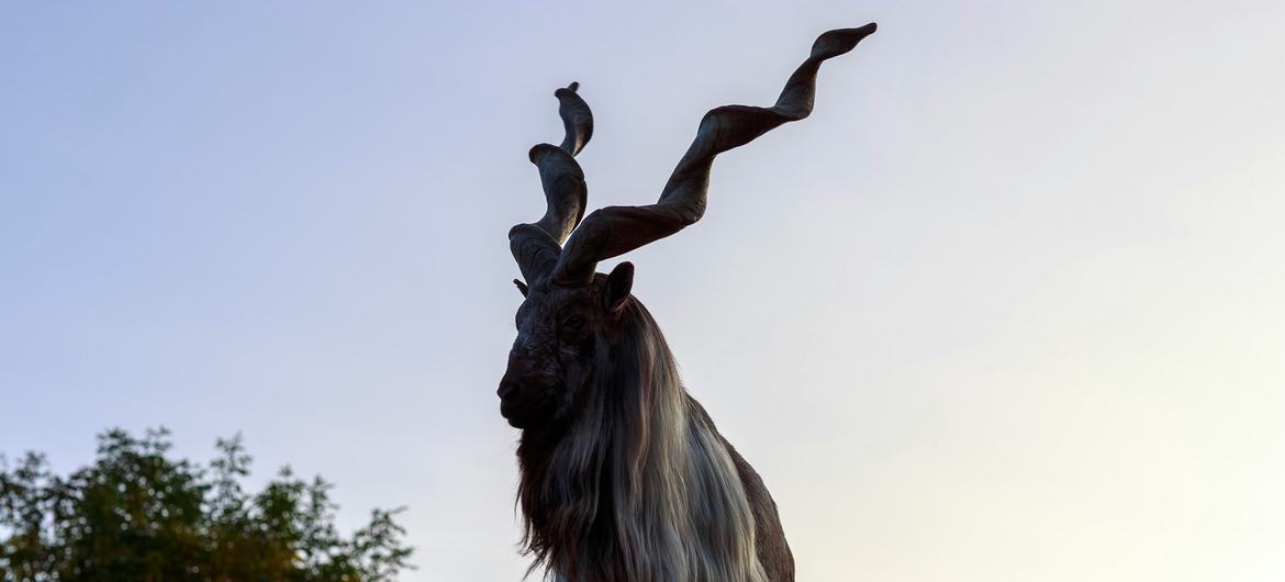 طویل بل دار سینگوں والا یہ جانور زیادہ تر وسطی ایشیا اور پاکستان سمیت جنوبی ایشیا میں پایا جاتا ہے۔