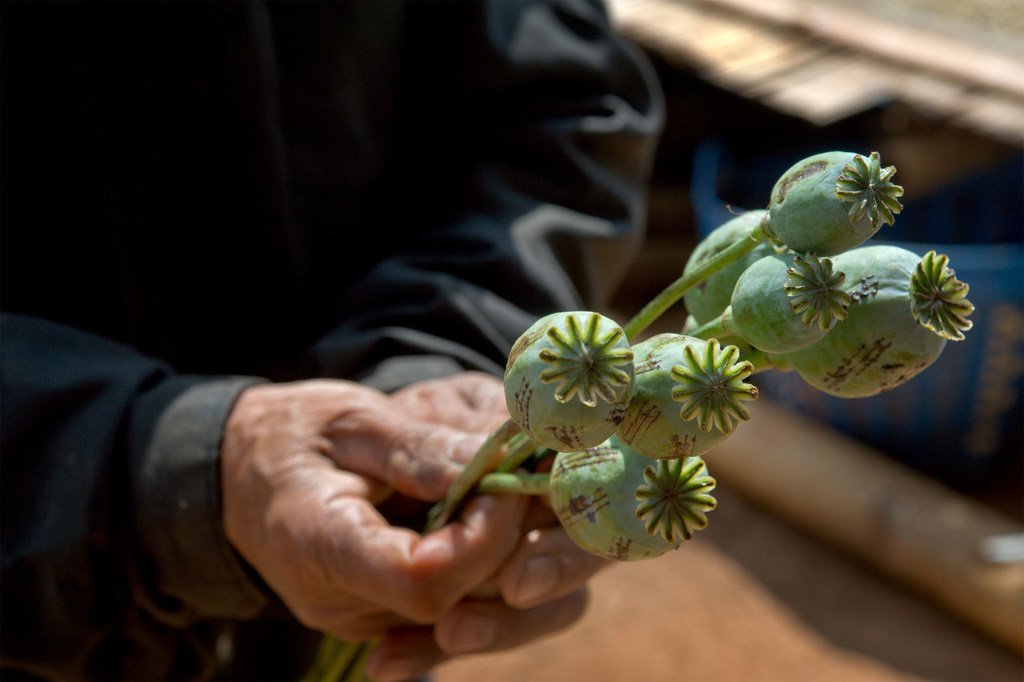 Las manos de una persona sosteniendo vainas verdes de amapola de opio, parte del proceso de cultivo de drogas en Afganistán.