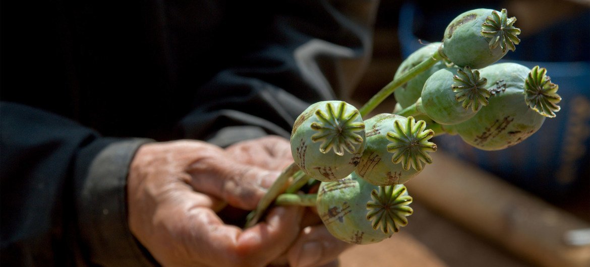 The opium poppy plant is widely grown in Afghanistan.