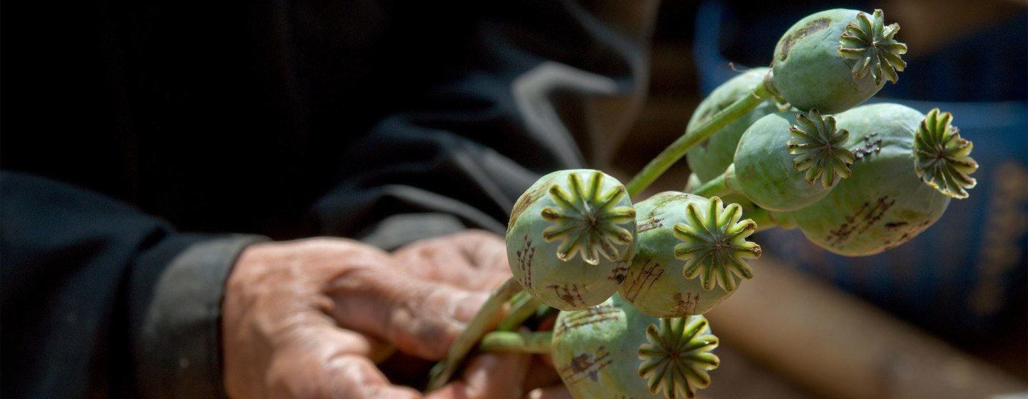 Le pavot à opium a toujours été largement cultivé en Afghanistan, jusqu'à ce que les autorités de facto l'interdisent, en avril 2022.