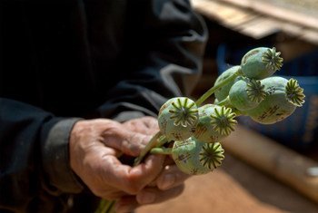 افغانستان میں پوست جس سے افیون حاصل ہوتی ہے کہ وسیع پیمانے پر کاشت کی جاتی ہے۔