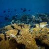 Colônia de coral Elkhorn, uma espécie acropora quase extinta no Caribe.