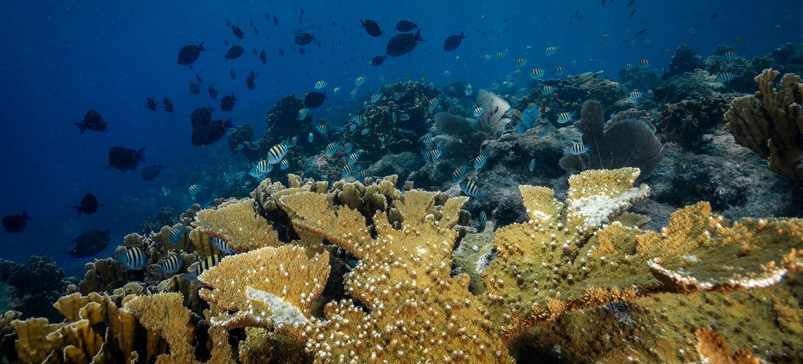 Colônia de coral Elkhorn, uma espécie acropora quase extinta no Caribe.