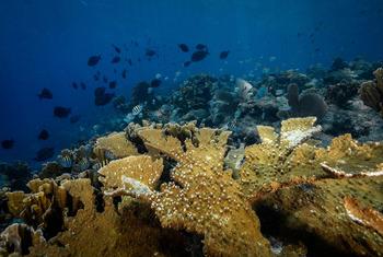 Colônia de coral Elkhorn, uma espécie acropora quase extinta no Caribe.