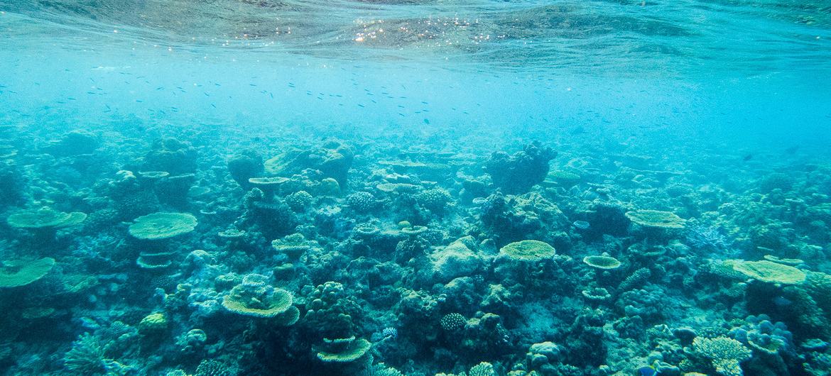 Les récifs coralliens ont le potentiel de résoudre de nombreuses maladies.