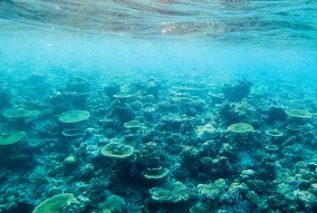 珊瑚礁具有无限的潜力，能够用于治疗许多疾病。 