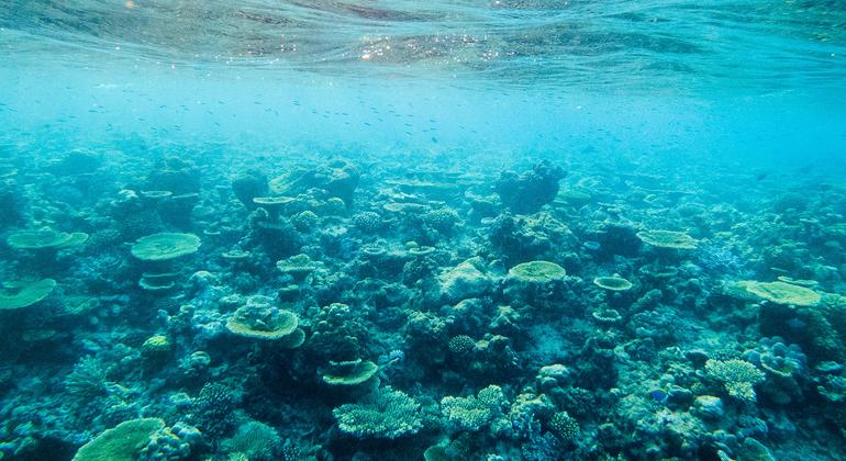 Maldiv adaları, deniz yaşamı için bir yuva sağlayan canlı ekosistemler olan binden fazla mercan resifine ev sahipliği yapmaktadır.