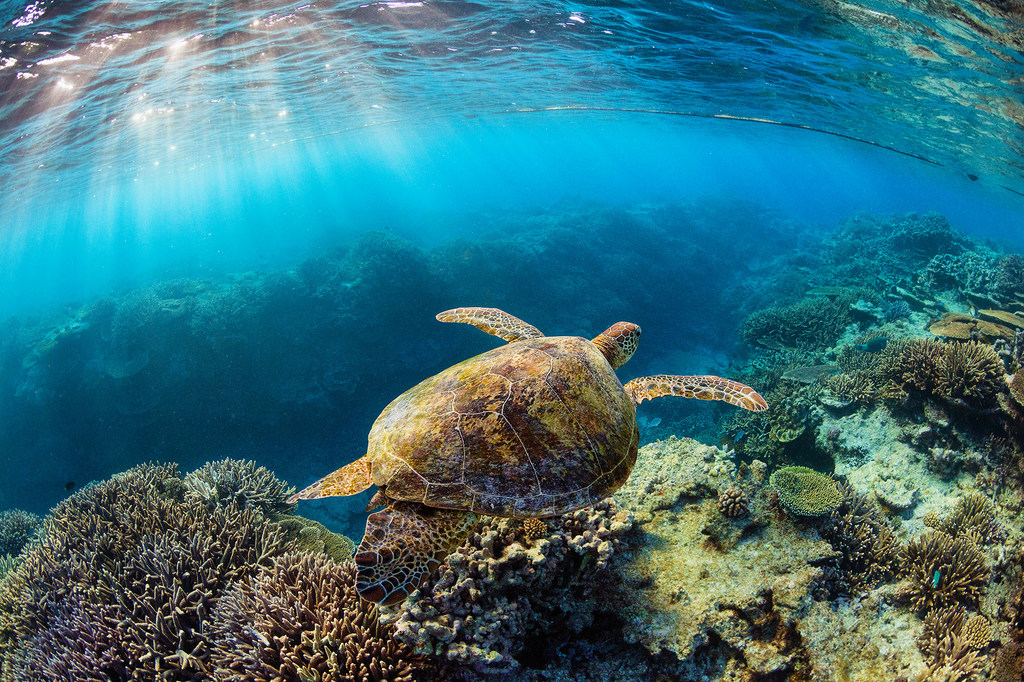 Une tortue verte nage au-dessus d'un récif corallien aux couleurs éclatantes, dans une eau d'un bleu limpide, où les rayons du soleil filtrent à travers la surface.