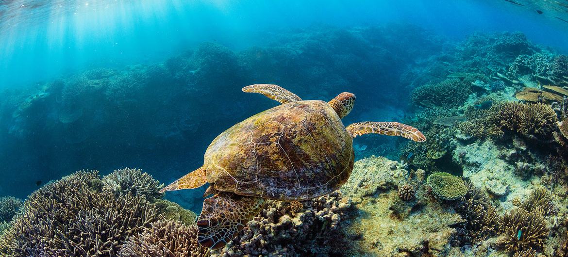سلحفاة بحرية من بين 7 أنواع من السلاحف البحرية التي تعيش في كل محيطات العالم.