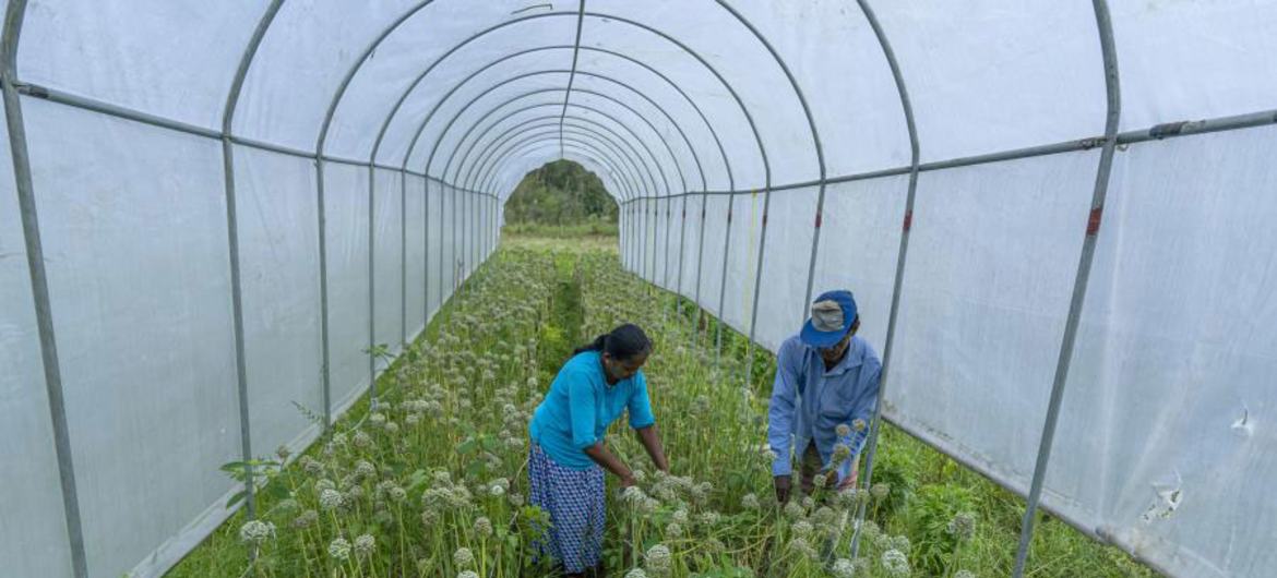 La FAO implementó un proyecto en India para apoyar a 92 pequeños agricultores con técnicas innovadoras, como refugios contra la lluvia y túneles de plástico, para producir semillas de alta calidad y mejores rendimientos de los cultivos.