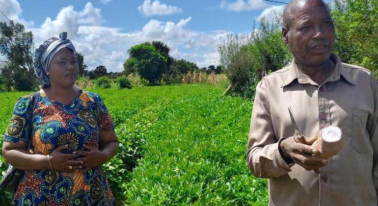 Wakulima Tanzania wazidi kunufaika na viazi lishe, shukrani kwa FAO