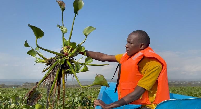 पानी से जलकुंभी की मोटी गांठ खींचते हुए, जोसेफ़ नगुथिरु. यह आक्रामक पौधा धूप रोककर व ऑक्सीजन घटाकर, जैव विविधता व आजीविकाओं को ख़तरे में डालता है.