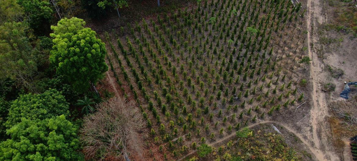 Estudo do Banco Mundial e da Embrapa foi feito nos estados de Mato Grosso, Pará e Rondônia  Estudo do Banco Mundial e da Embrapa foi feito nos estados de Mato Grosso, Pará e Rondônia